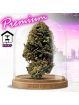 Fleur Chem Dogg CBD