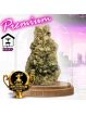 PROMOTION Fleur Mela Sour CBD 🏆Multi-primée !