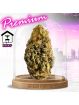 PROMOTION Fleur NLX CBD 💊